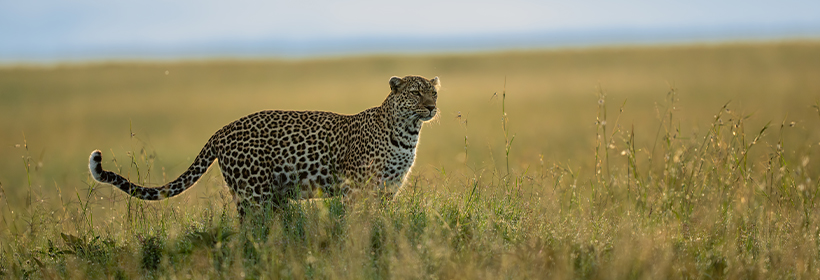 Cheetah